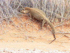 Varanus albigularis angolensis