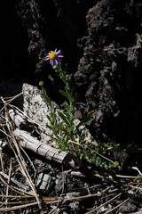 Symphyotrichum campestre