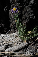 Symphyotrichum campestre