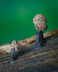 Tubifera microsperma