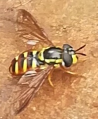 Chrysotoxum continum