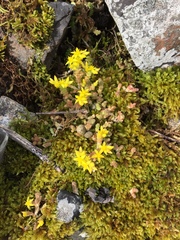 Sedum