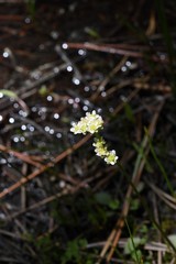 Micranthes aprica
