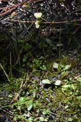 Micranthes aprica
