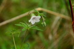 Geranium asiaticum