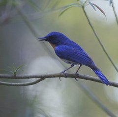 Cyornis tickelliae