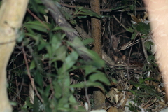 Prionailurus bengalensis