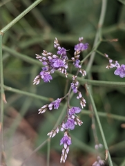 Limonium scoparium, photograph Mikhail Morozov, CC BY, iNaturalist via GBIF