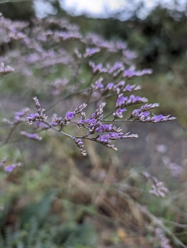 Limonium scoparium, photograph 3