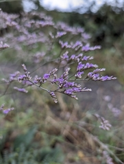 Limonium scoparium, photograph Mikhail Morozov, CC BY, iNaturalist via GBIF