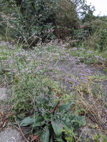 Limonium scoparium, photograph 4