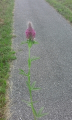 Trifolium rubens
