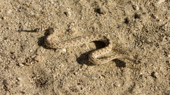Crotalus cerastes laterorepens
