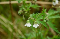 Geranium asiaticum