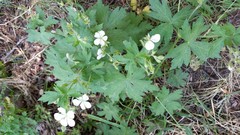 Geranium richardsonii