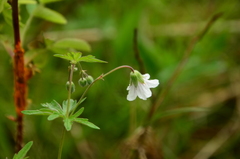 Geranium asiaticum