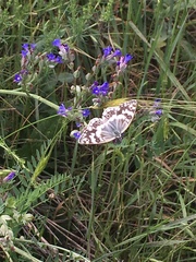 Melanargia larissa