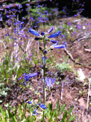 Penstemon gracilentus