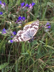 Melanargia larissa