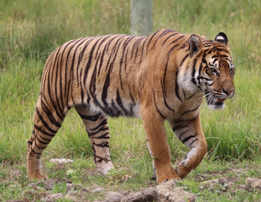 Sunda Tiger in December 2022 by Anubian · iNaturalist