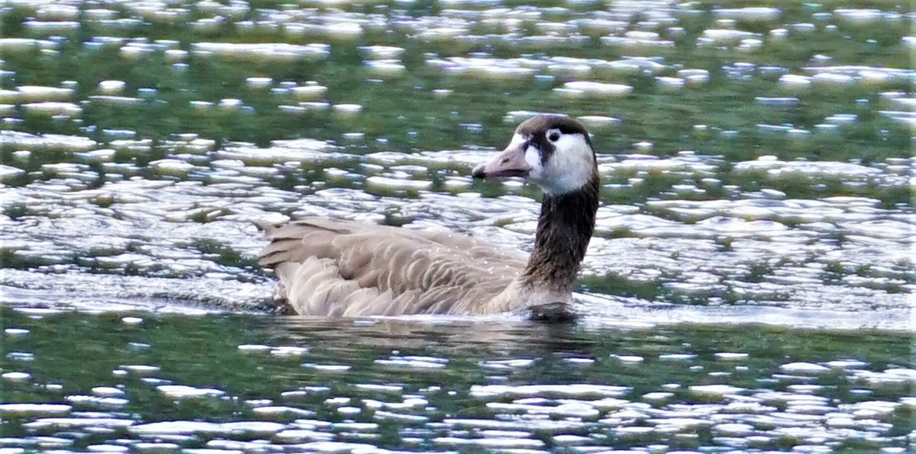 Canado goose pas cher best sale