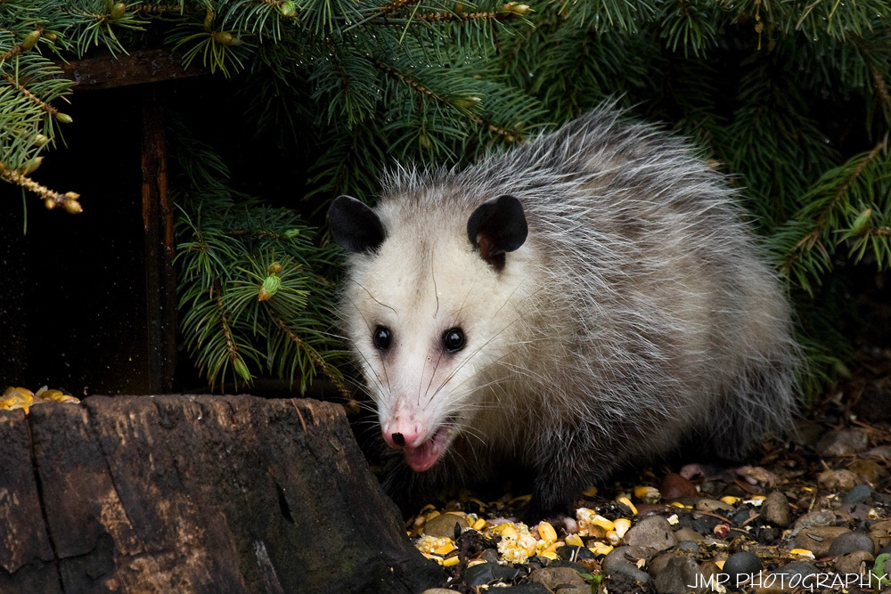 Opossums (Mammals of Missouri) · iNaturalist