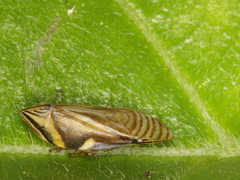 Clovia