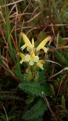 Pedicularis capitata