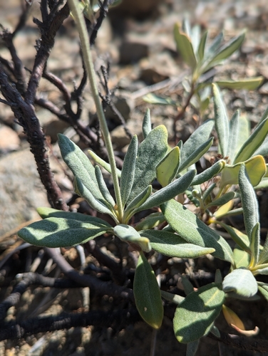 Image of Eriogonum pendulum by (c) David Anderson, some rights reserved (CC BY)