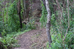Ceratiosicyos laevis