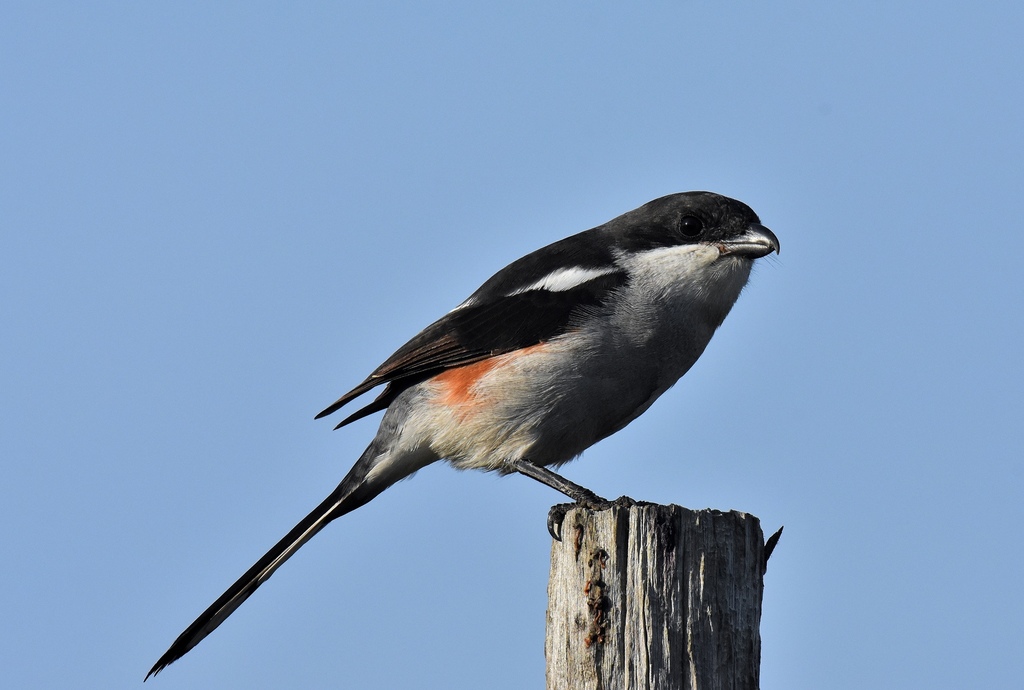 Typical Shrikes