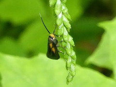 Mathildana newmanella