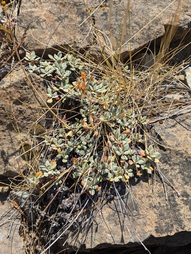 Image of Eriogonum ternatum by (c) David Anderson, some rights reserved (CC BY)