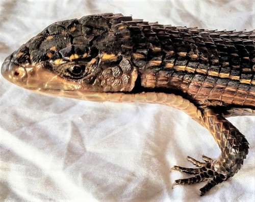 Rough-scaled Plated Lizard