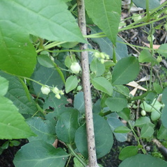 Ceratiosicyos laevis