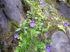 Pinguicula grandiflora