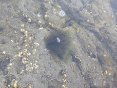 Ulvaceae