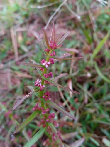 Ammannia baccifera image