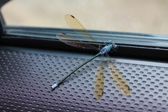 Lestes eurinus