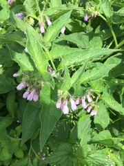 Symphytum officinale