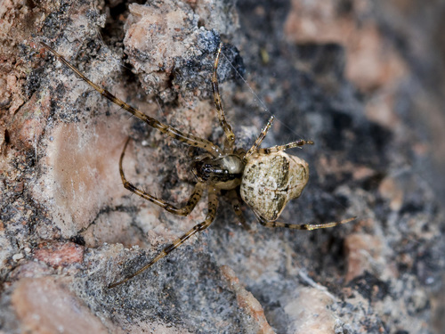 Metellina kirgisica