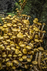 Armillaria limonea