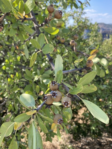 Almond-leaved pear (Pyrus spinosa)