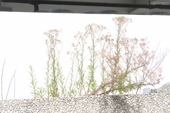 Senecio glomeratus