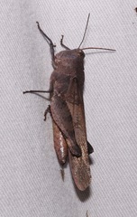 Spharagemon crepitans