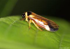 Colsa cavata