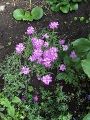 Iberis