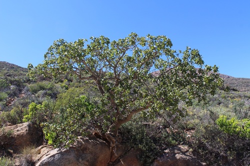 Image of Ozoroa dispar by (c) Brian du Preez, some rights reserved (CC BY-SA)