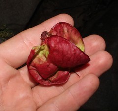 Erythrophysa alata