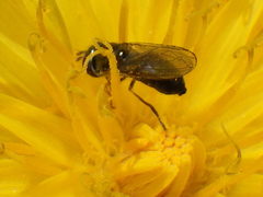 Platycheirus obscurus